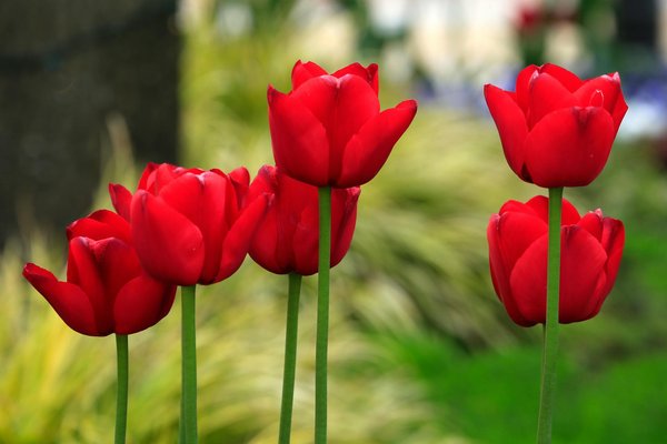 Idee per Trasformare la Tua Casa in un Parad